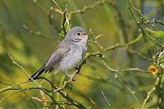 Black-tailed Gnatcatcher